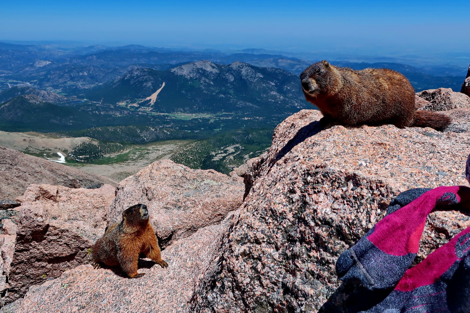 More Marmots are coming and checking my socks - very smelly!